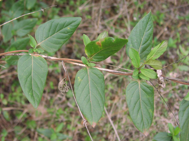 Lonicera japonica
